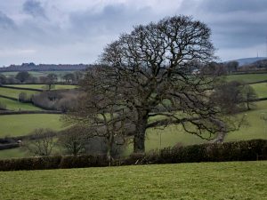 Liskeard Dog Walk Tree