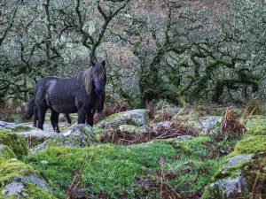 Wistman's Shaggy Pony