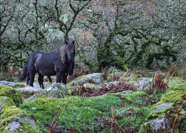 Wistman's Shaggy Pony