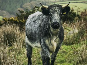 Baby Bull