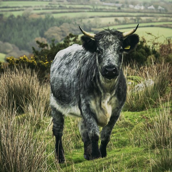 Baby Bull