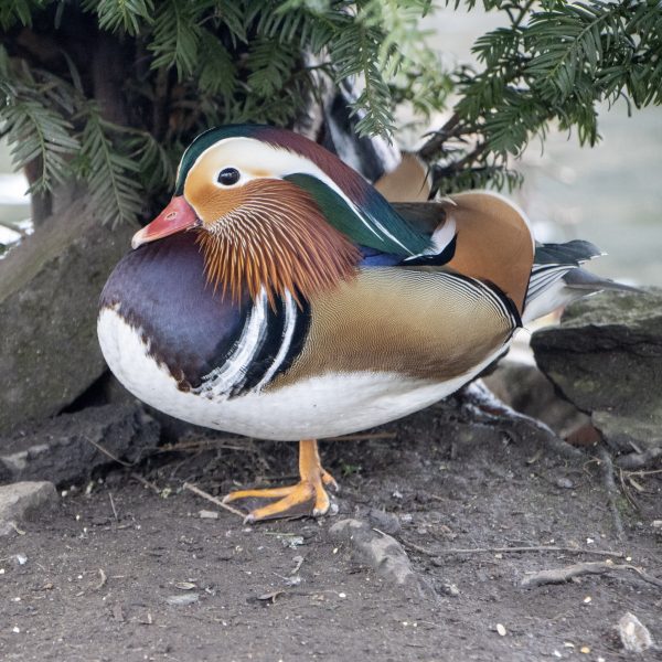 Mandarin Duck