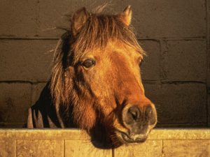 Pony