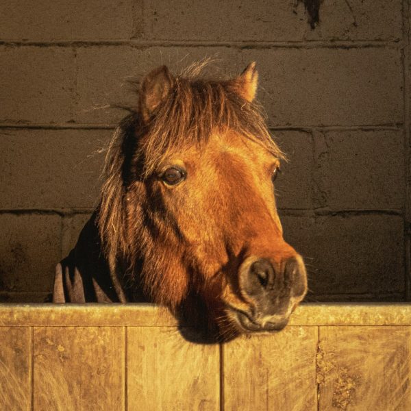 Pony