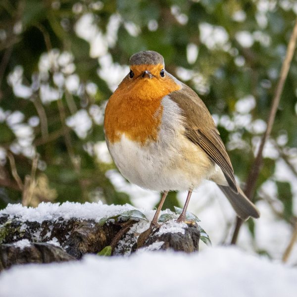 Snow Robin