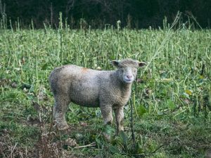 Sheep